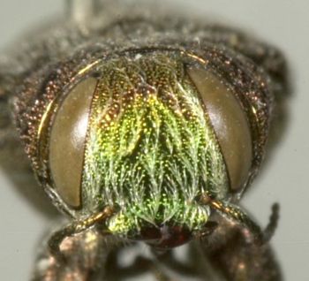 Media type: image;   Entomology 33794 Aspect: head frontal view